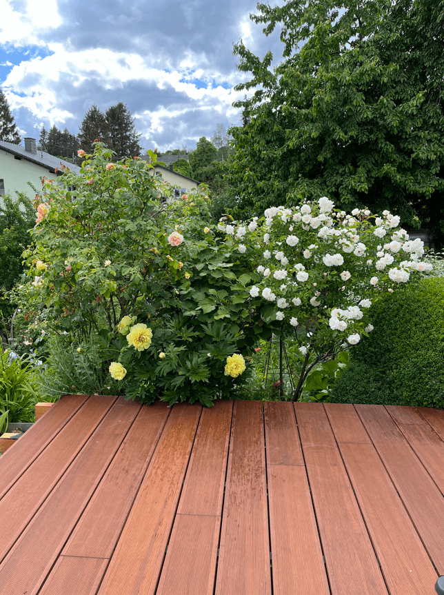 Bestes Terrassenholz kaufen als Bangkirai Alternative. 